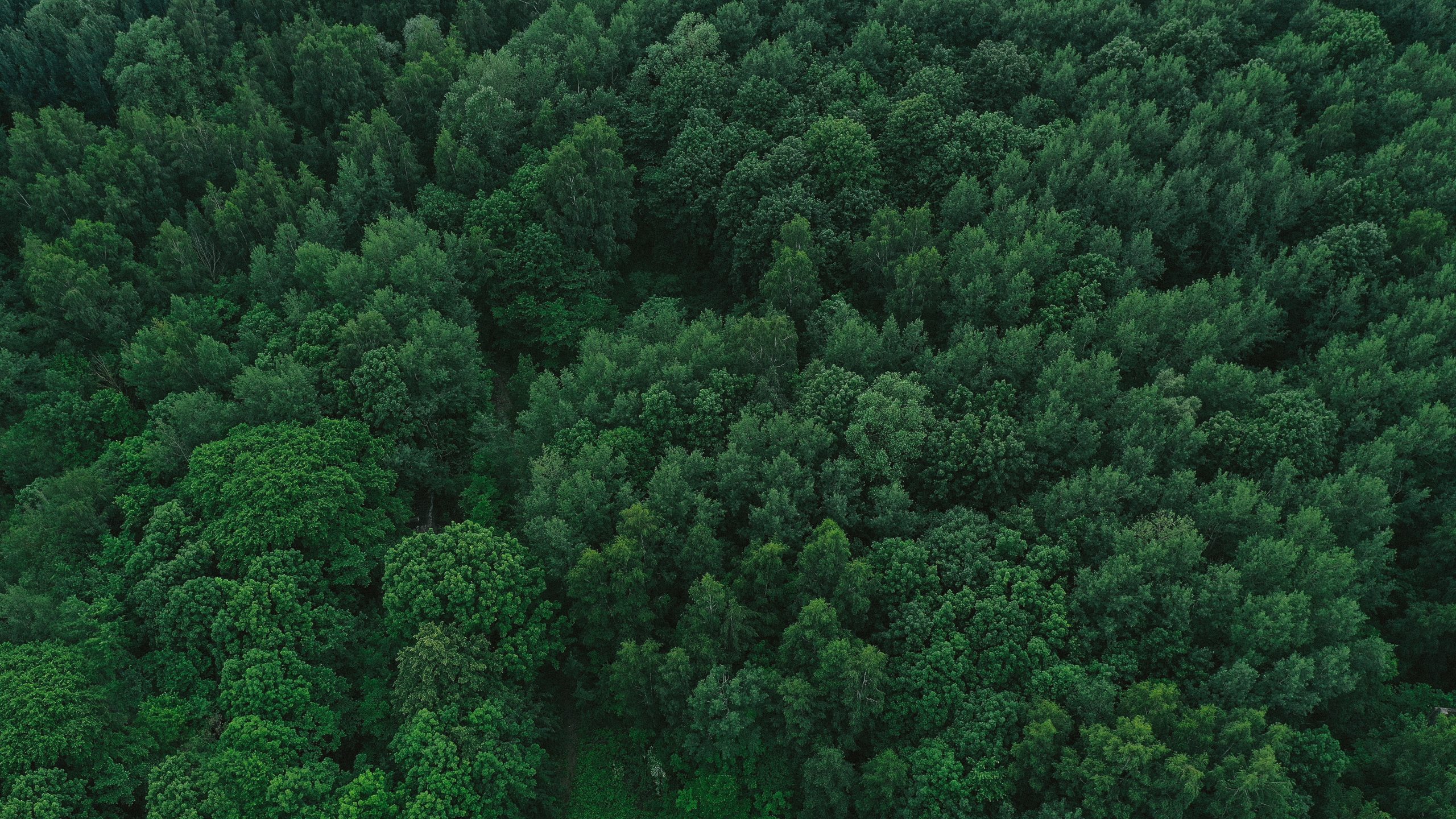 La propriété forestière et sa fiscalité