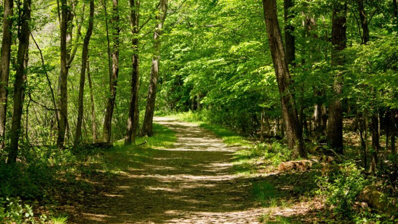 Les avantages fiscaux des bois et forêts