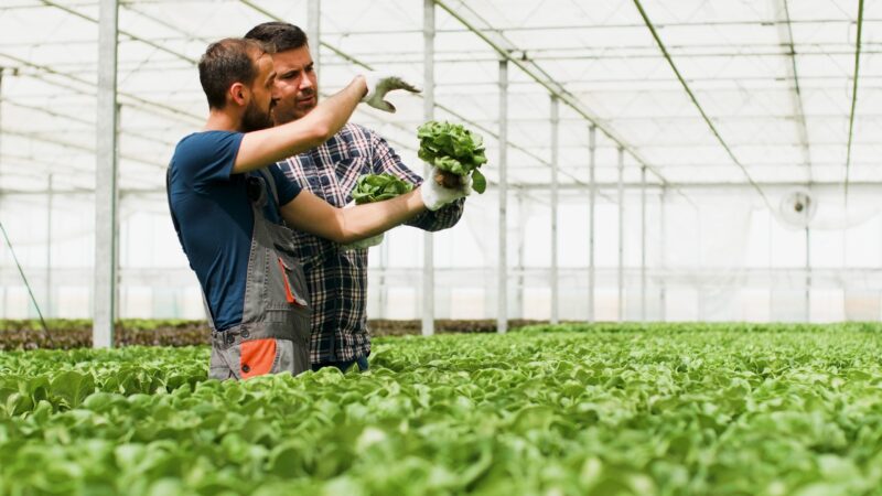 Les formes d’emploi en exploitation agricole