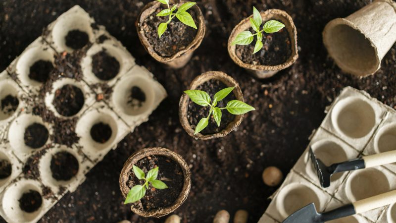 Le plan de développement des compétences (PDC)